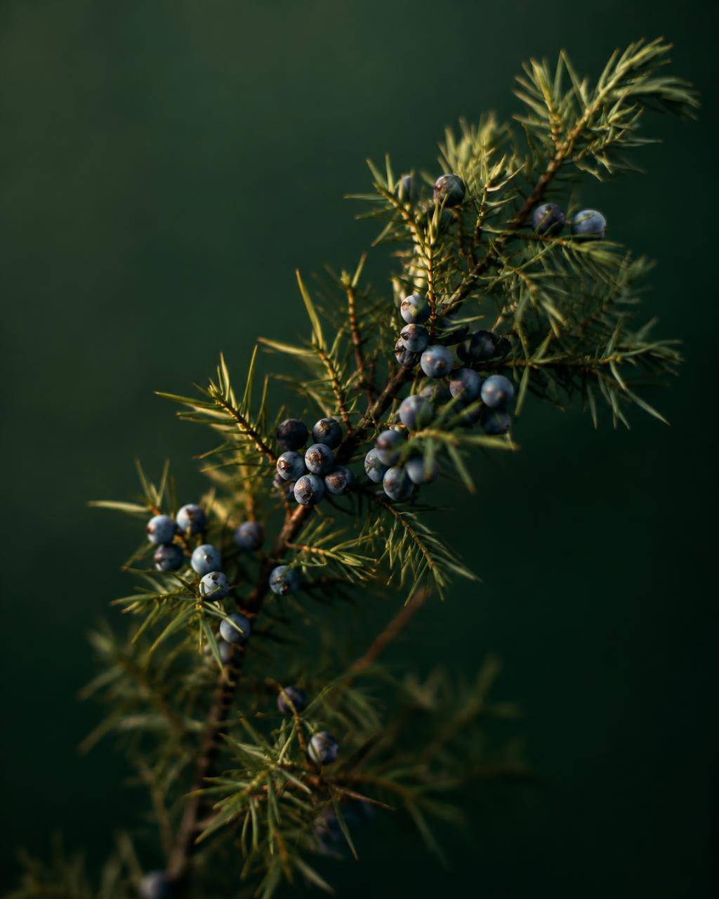 Juniper branch with berries